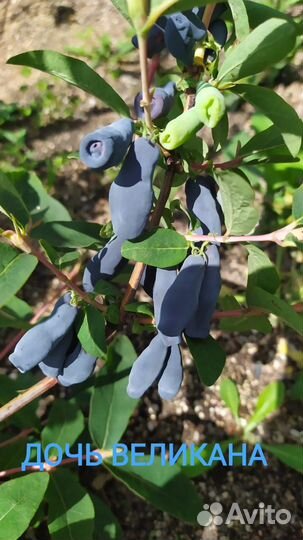 Саженцы жимолости