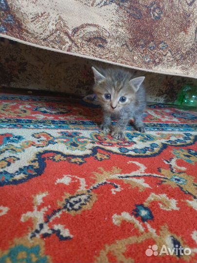 Кошка котёнок