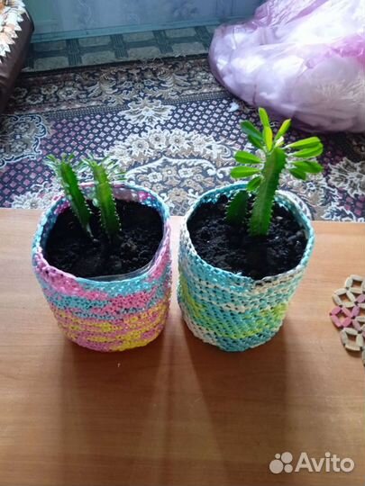 Комнатные растения кактусы