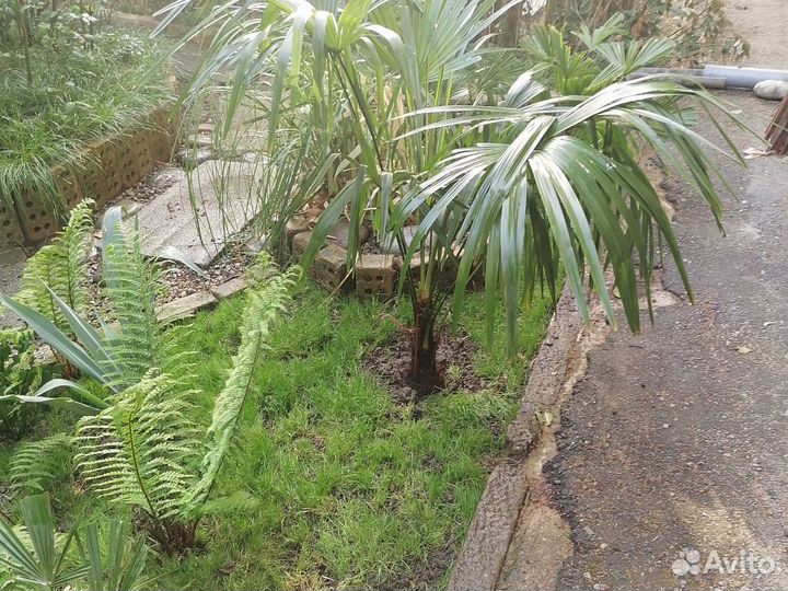 Пальма трахикарпус форчуна