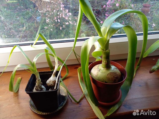 Индийский лечебный лук