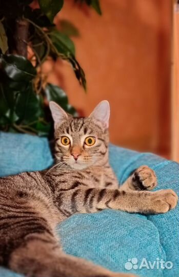 Котик - тигровый табби