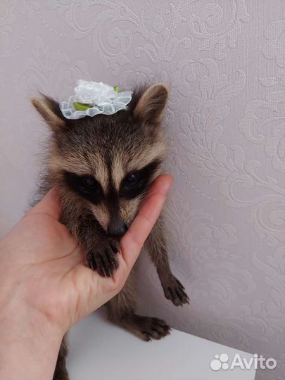 Енот