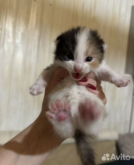 Котята в дар