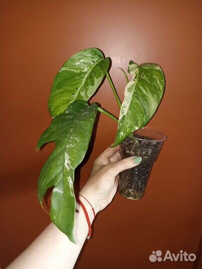 Сциндапсусы, филодендроны, монстеры 3