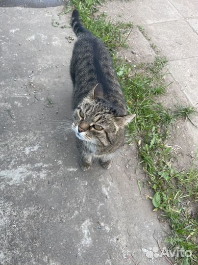 Возьмите кота домой