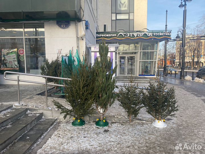 Продам живые ели сосны