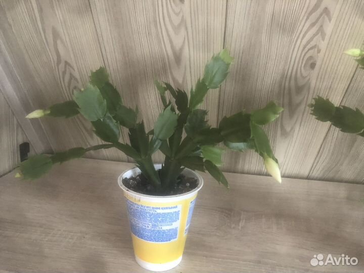 Декабрист цвет белый