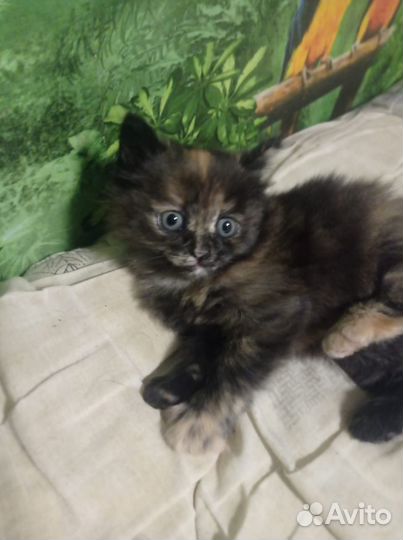 Котёночек девочка ищет семью