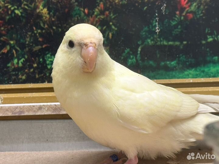 Какарик кремовый