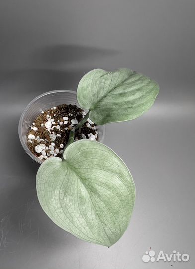 Сциндапсусы Сильвер Хиро, Сильвер энн