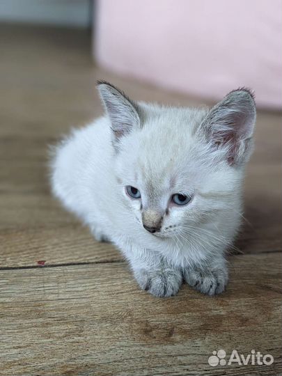 Кошка в дар бесплатно