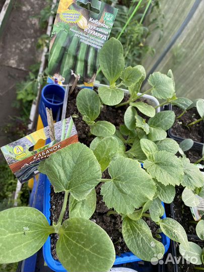 Рассада огурцов и кабачков