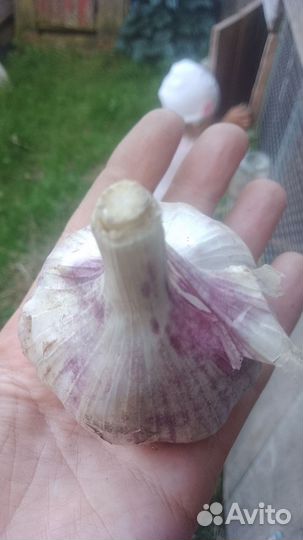 Чеснок свежий, ядреный