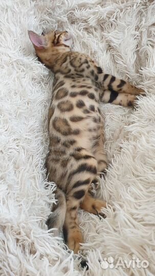 Бенгальская