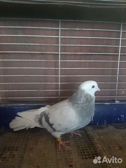Голуби Пермские