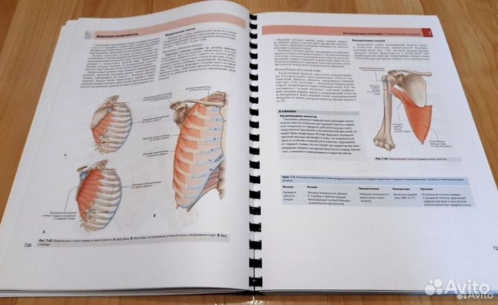 Книга Анатомия для студенов Грея 3 издание