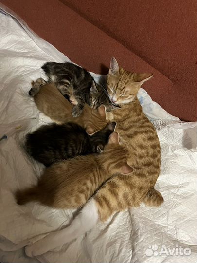 Котята курильский бобтейл