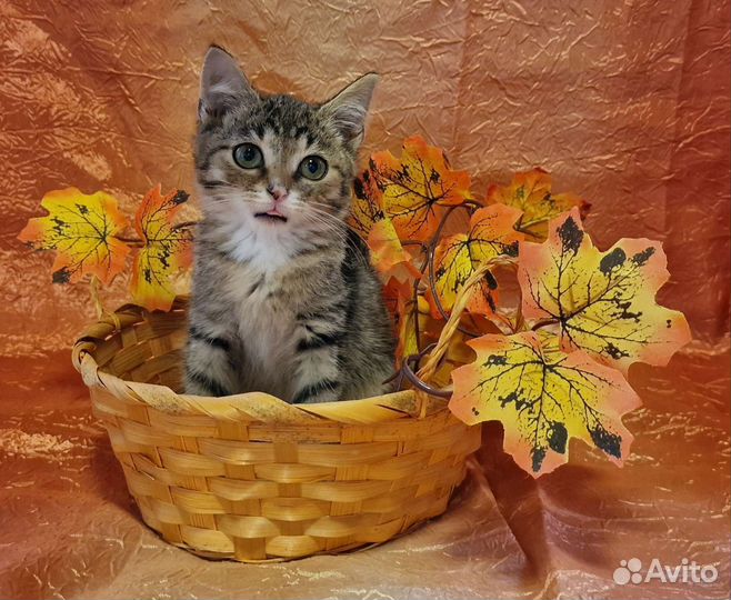 Нежный котёнок с ладошку