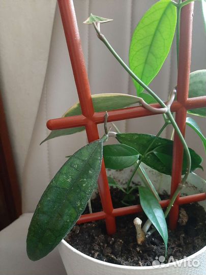 Хойя 3 finlaysonii, Macrophylla albomarginata