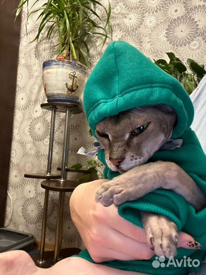 Одежда для кошек