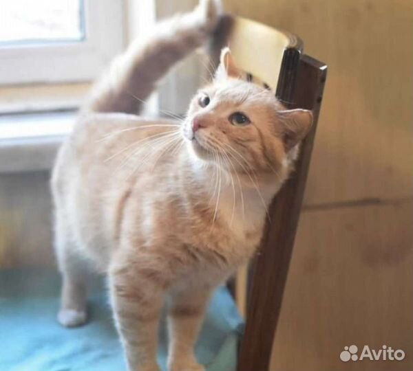 Котики бесплатно в добрые руки