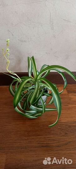Хлорофитум кудрявый, хатиора, алое