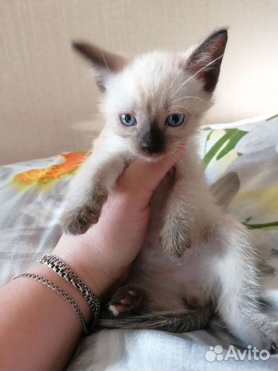 Балинезийская кошка