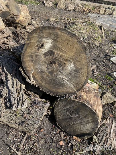 Спилы дуба