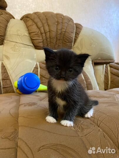 Отдам кошечку