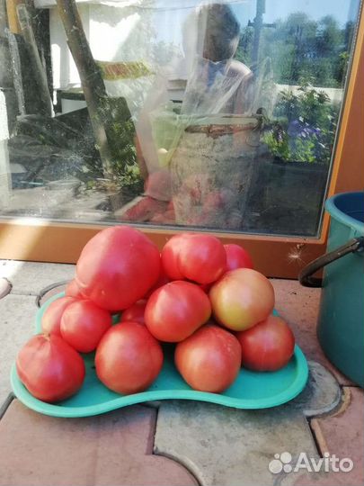 Помидоры