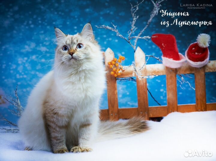 Синеглазки