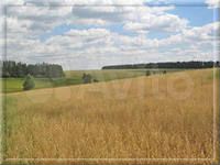 Участок 85 га (СНТ, ДНП)