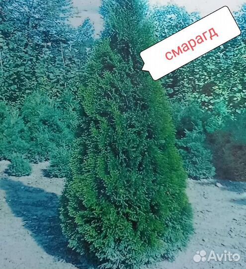 Укорененные черенки
