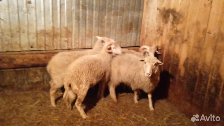 Овцы бараны