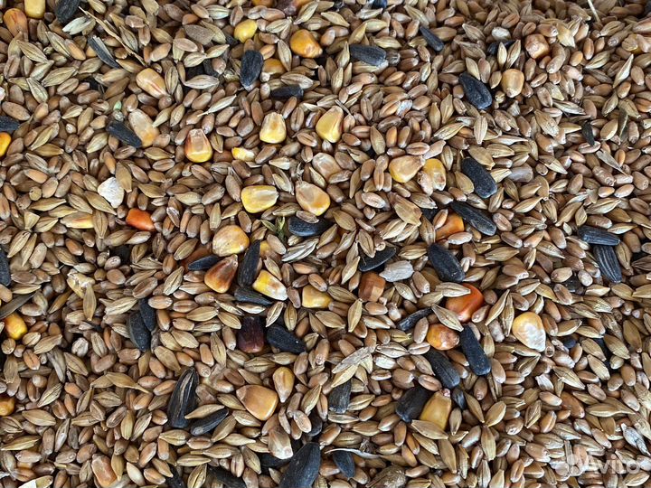 Комбикорм и зерно