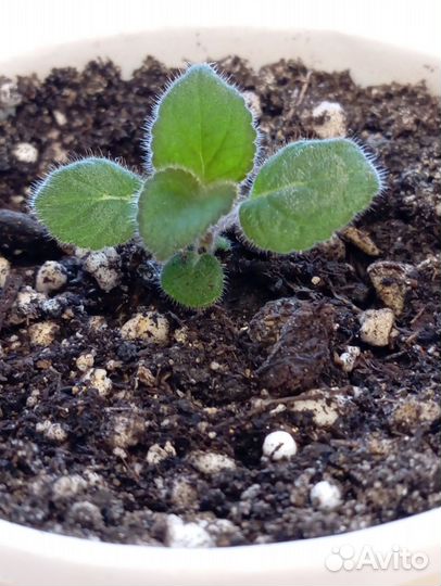 Колерия (детки)