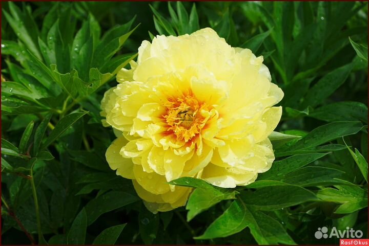 Пион «Бартзелла»