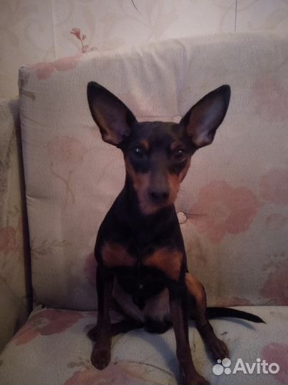 Цвергпинчер ищет подругу для серьёзных отношений