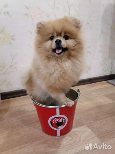 Шпиц. Кобель вязка, хорошая родословная