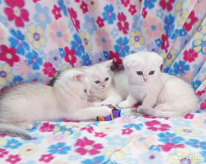 Шиншилла вислоухие и прямоухие котята