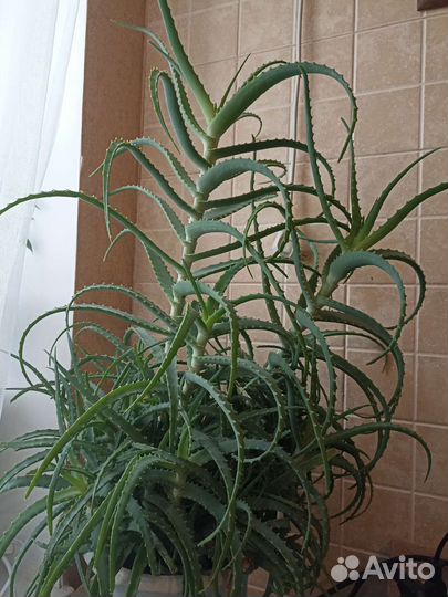 Алоэ столетник для лечения