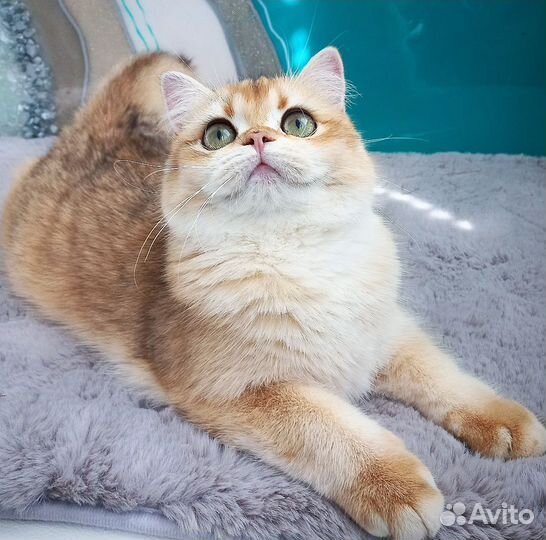 Золотая шиншилла