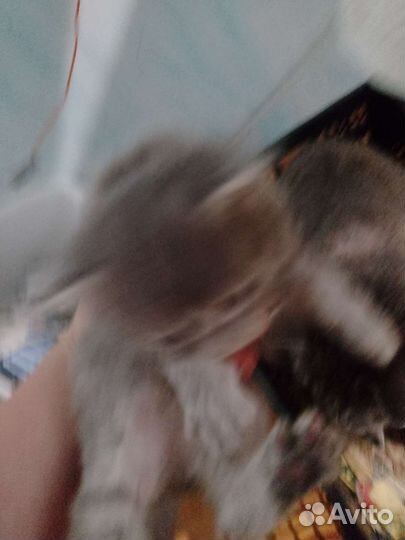 Котята в добрые руки бесплатно