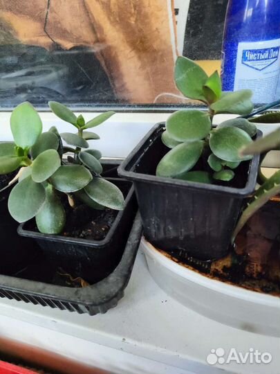 Толстянка, денежное дерево