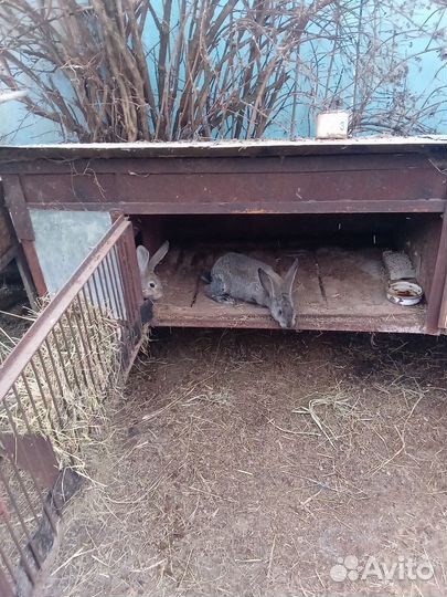 Продам кролик породы фландер