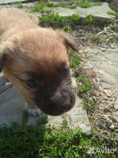 Щенки в добрые руки