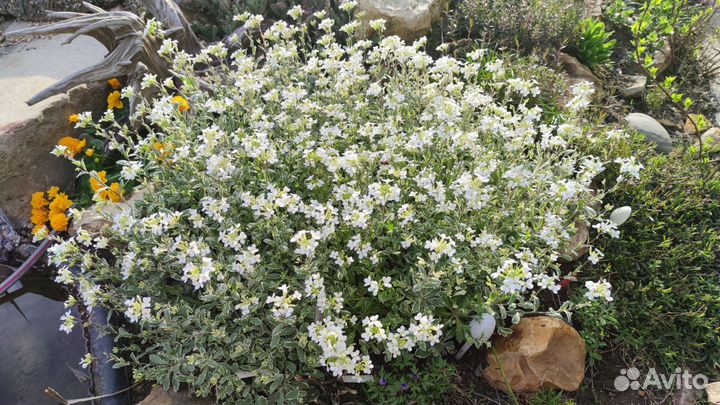 Почвопокровные растения