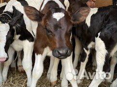 Бычкиии телочки