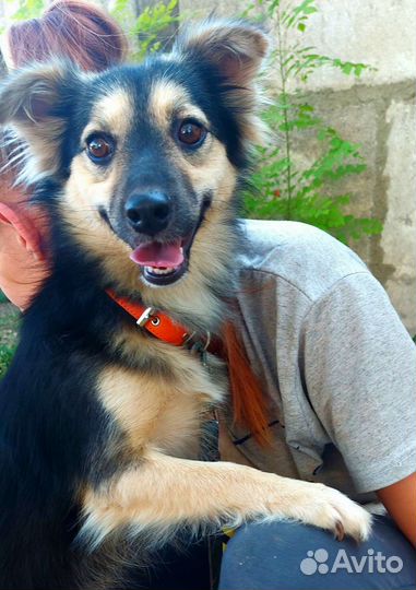 Собака в добрые руки